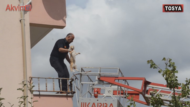 Balkonda Mahsur Kalan Kedi İçin İtfaiye Ekipleri Seferber Oldu